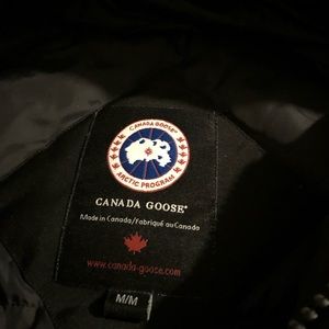 Canada goose